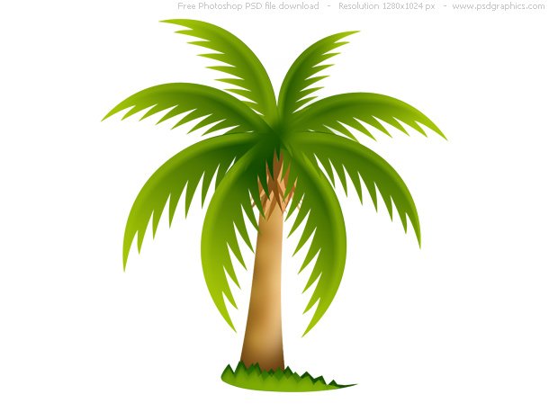 Palm Tree Illustration